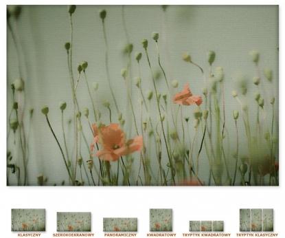 Maki na łące [Obrazy / Serie / Kwiaty / Rośliny]