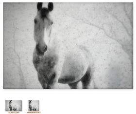 Poetycki koń [Obrazy / Zwierzęta, Konie]