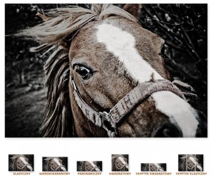 Dziki koń [Obrazy / Zwierzęta, Konie]