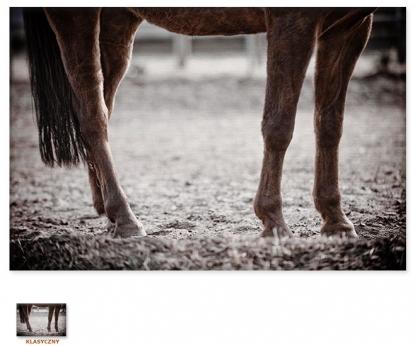 Końskie nogi [Obraz / Zwierzęta / Koń]