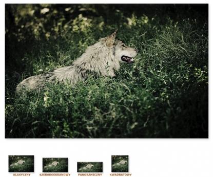 Wilk na polanie [Obraz / Natura / Zwierzęta]