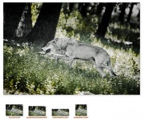 Wilk [Obrazy / Zwierzęta]