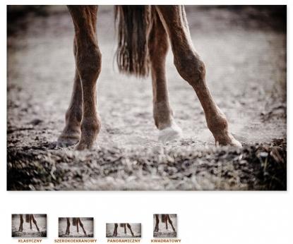 Nogi konia [Obrazy / Zwierzęta / Konie]