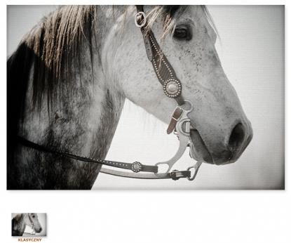 Piękny koń [Obrazy / Zwierzęta]